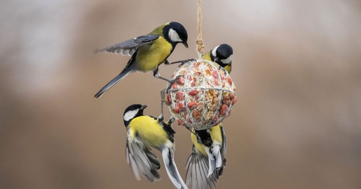 Anyone feeding birds in their garden warned against harmful error Anyone feeding birds in their garden warned against harmful error
