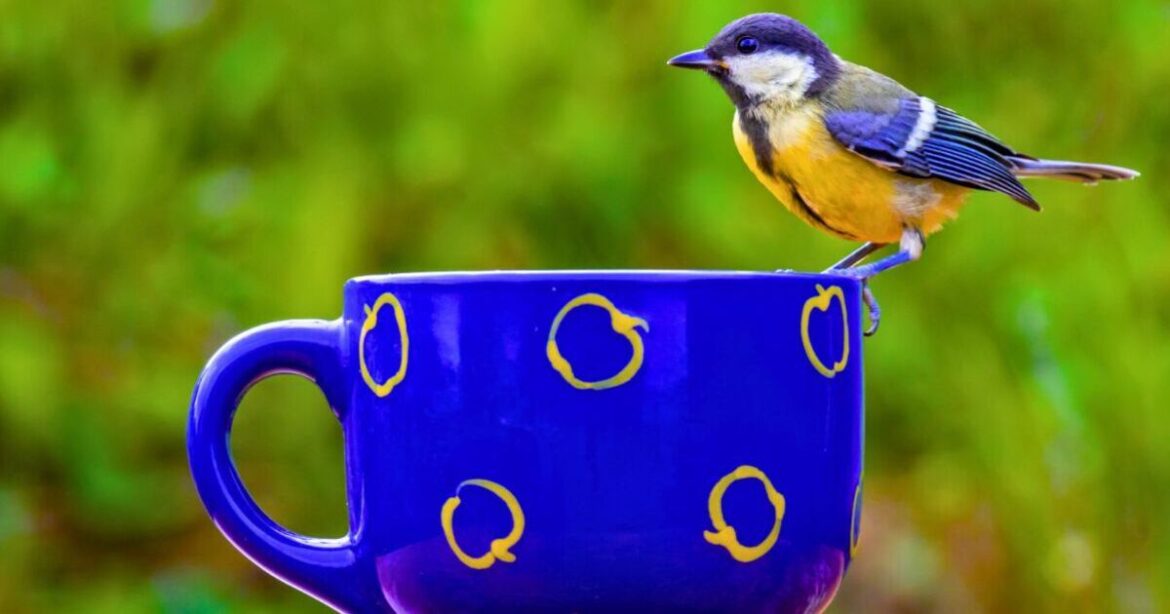 Gardeners urged to hang old mugs and teacups on fences in April Gardeners urged to hang old mugs and teacups on fences in April