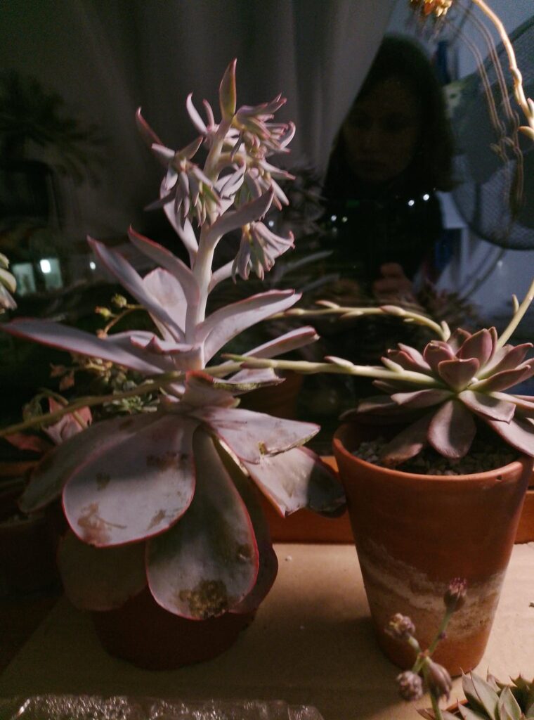 Stem flower?