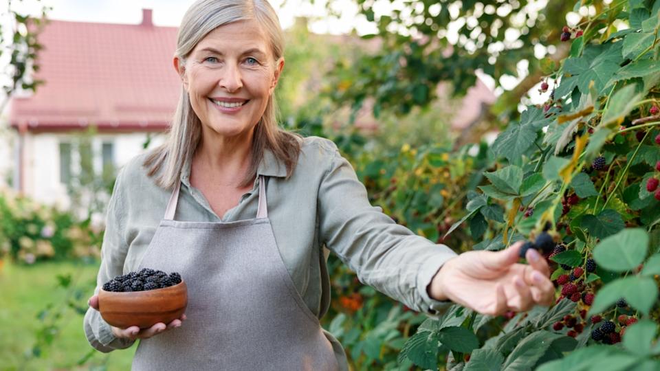 Senior woman picking ripe blackberries from bush in garden