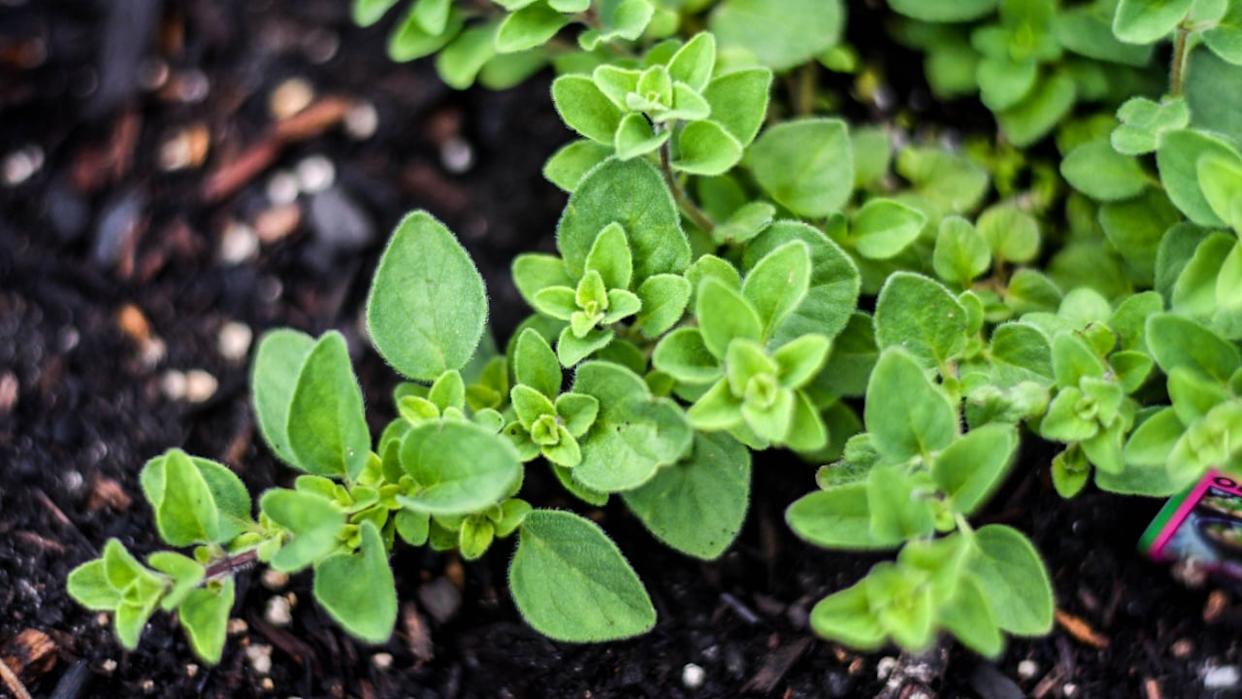 Oregano plant herb garden