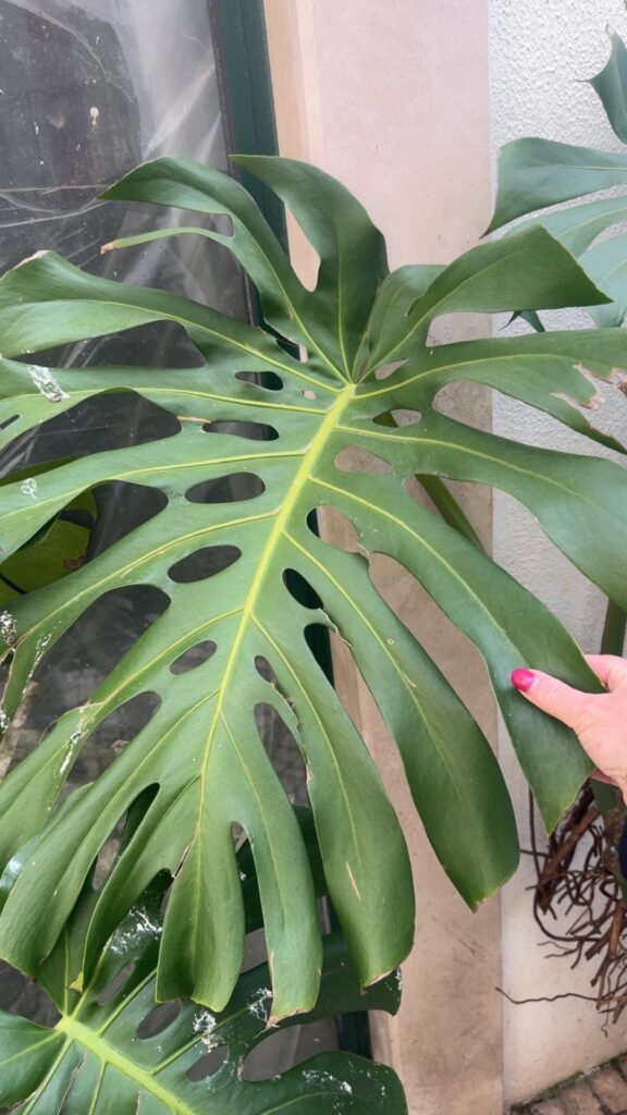 Monstera in Portugal 🇵🇹