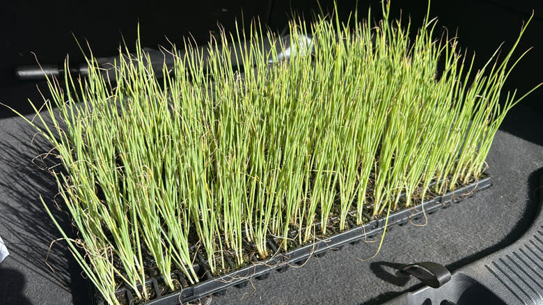 Tall onion seedlings in trays