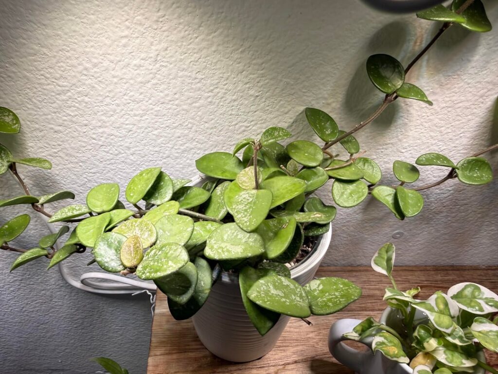 5 peduncles on my Mathilde Splash!