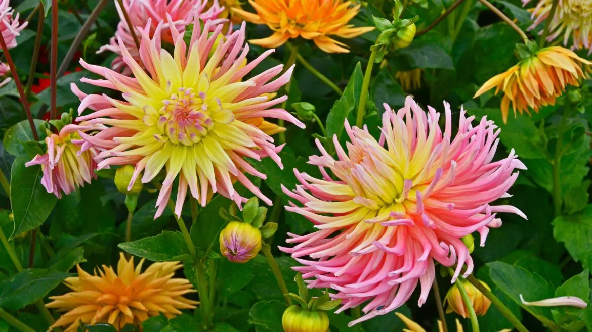 Why it’s time to stop dallying over dahlias Why it’s time to stop dallying over dahlias