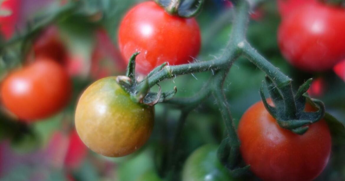 Master Gardeners: Know your tomatoes before you plant this spring | Home And Garden