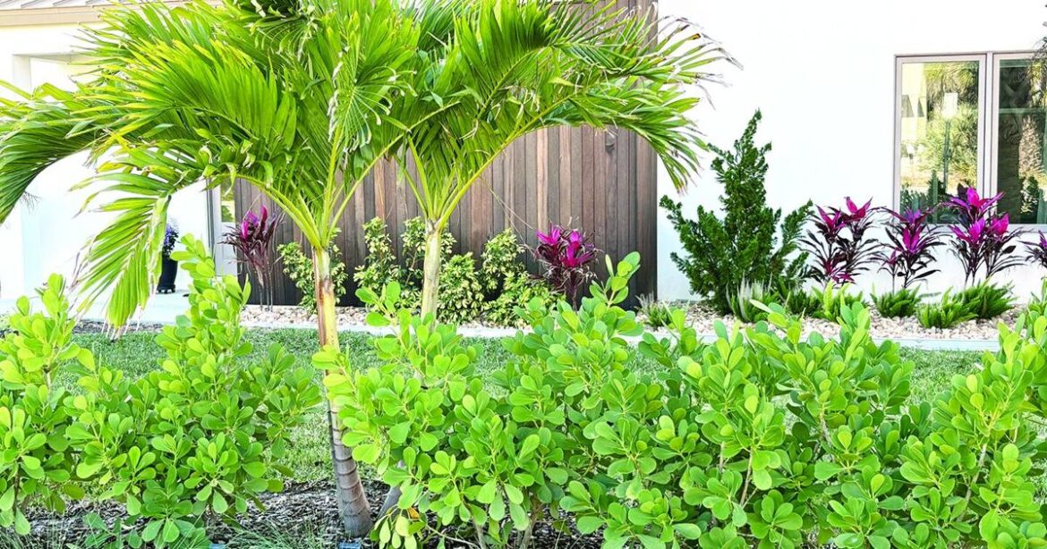 Hawaiian-inspired haven wins Garden of the Month | Local News Hawaiian-inspired haven wins Garden of the Month | Local News