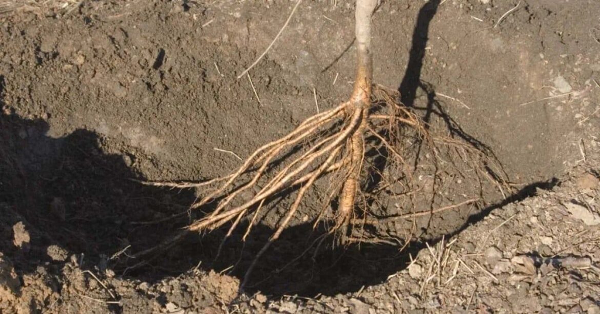 Think about space, growing season when planting fruit trees