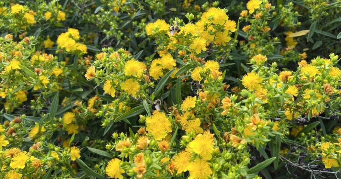 HOME AND GARDEN: Boost your landscape’s beauty with bee-friendly shrubs | Premium Plus