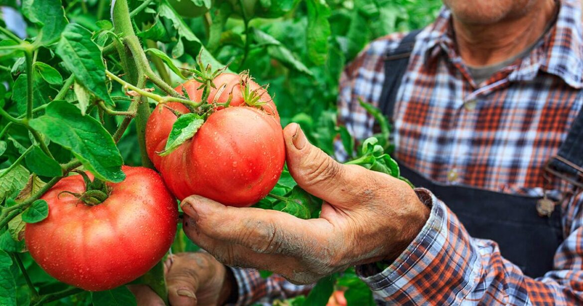 Planning and planting your 2026 garden | Local