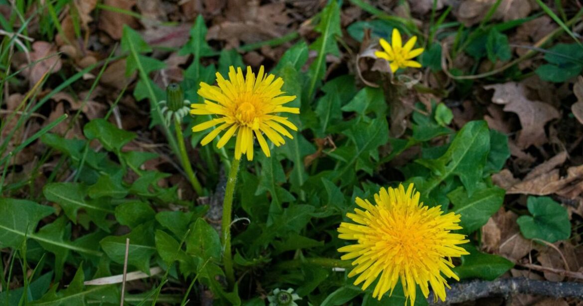 Barany in the garden: Landscape fabric — short-term fix, long-term harm | Home And Garden Barany in the garden: Landscape fabric -- short-term fix, long-term harm | Home And Garden