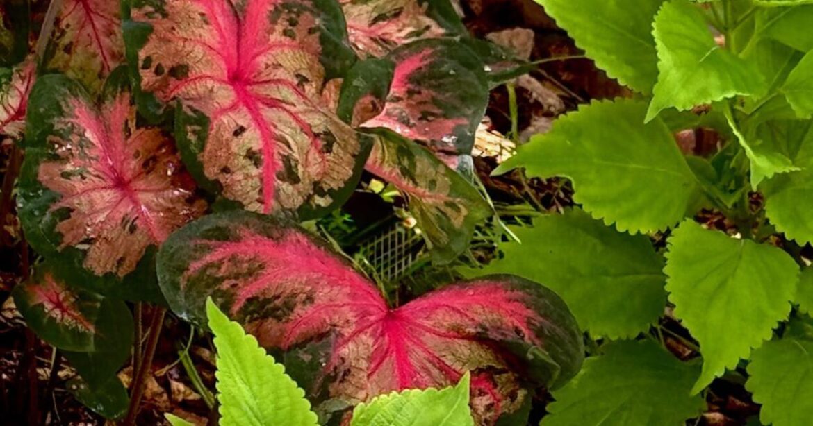 On Gardening: It’s ColorBlaze Lime Time! | Gardening