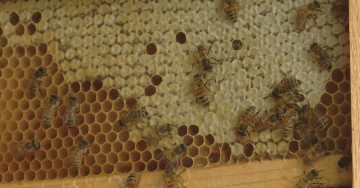 Naturalist recommends waiting to garden until spring gets closer |
