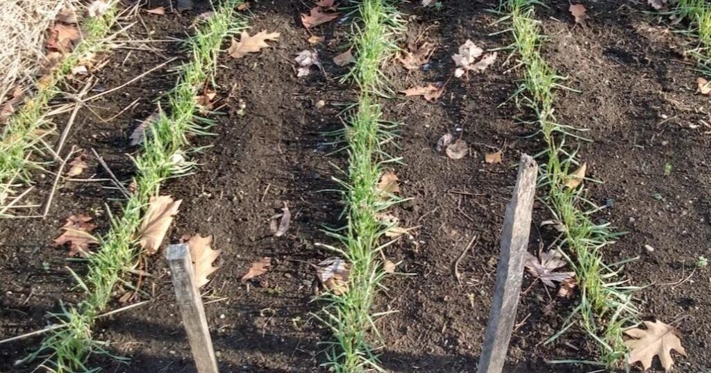 Gardening Briefs - Mar 12, 2026 | The World