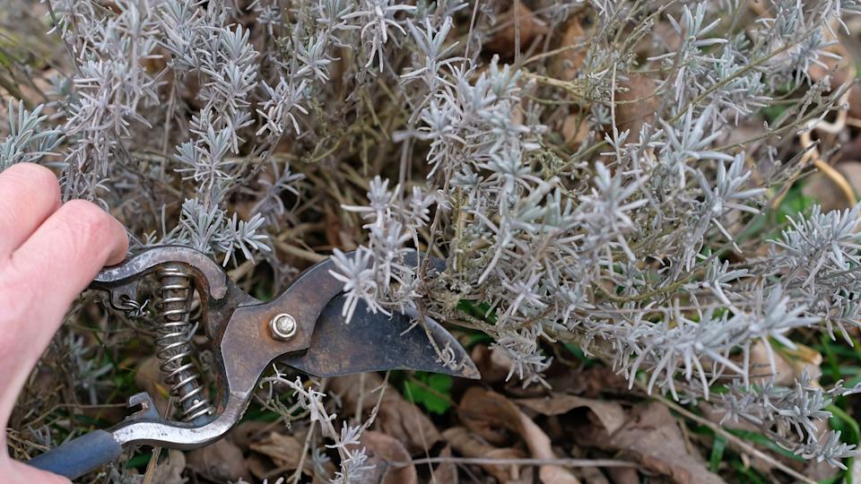 Gardener's hand holding a pair of rusty pruning shears while working on a dried lavender plant. Gardening, plant care, and seasonal maintenance.
