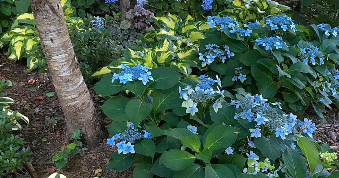 On Gardening: A hydrangea heaven needs good partners | Home and Garden On Gardening: A hydrangea heaven needs good partners | Home and Garden