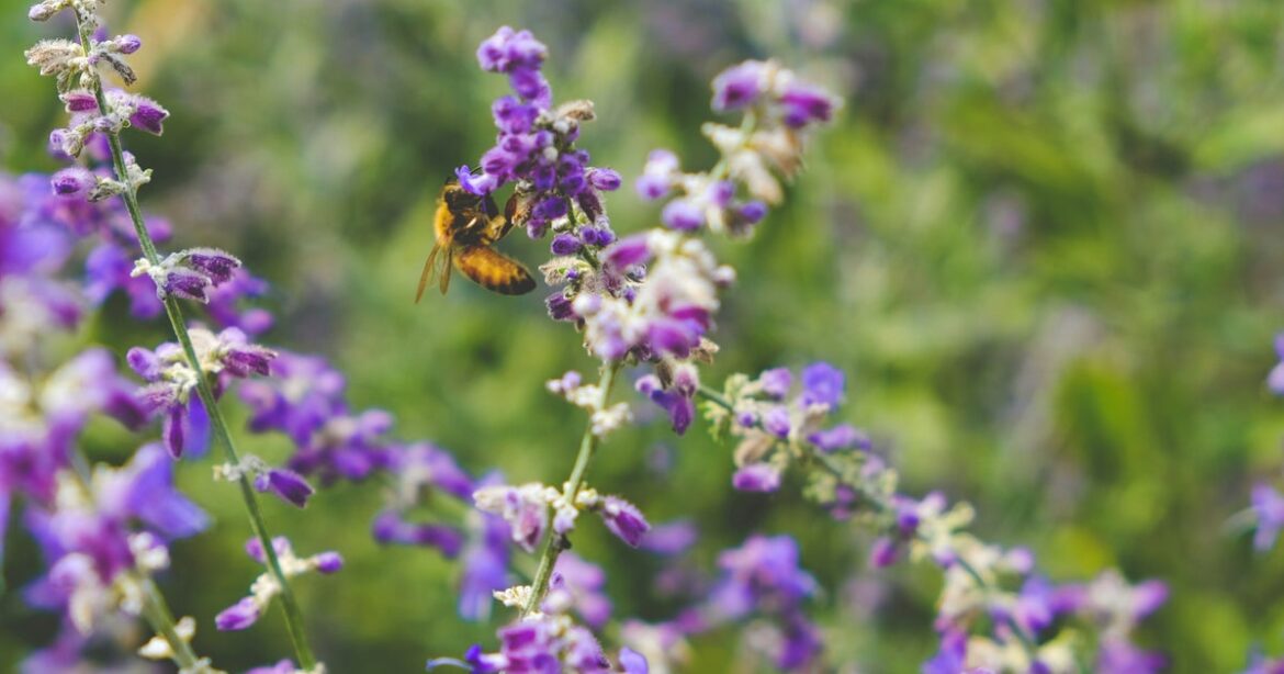 Biodiversity: What It Means And Why It Matters For Gardening Biodiversity: What It Means And Why It Matters For Gardening