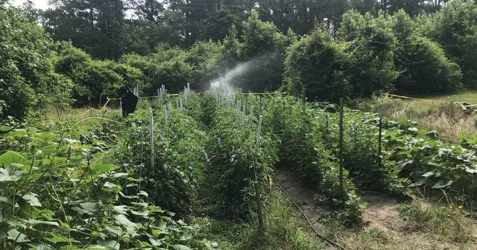 J.A. BOLTON: Backyard gardening | Archives J.A. BOLTON: Backyard gardening | Archives