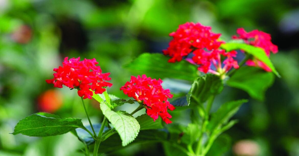 Florida gardeners urged to avoid eight invasive plants | Local News