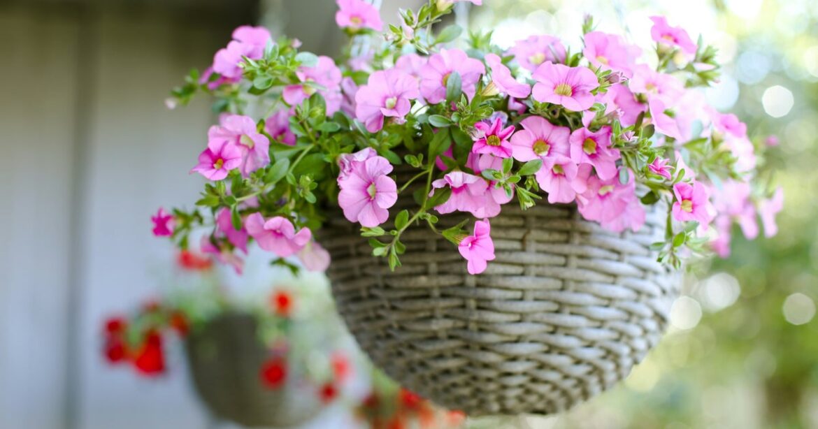 The Plant To Keep Mosquitoes Out Of Your Garden All Summer