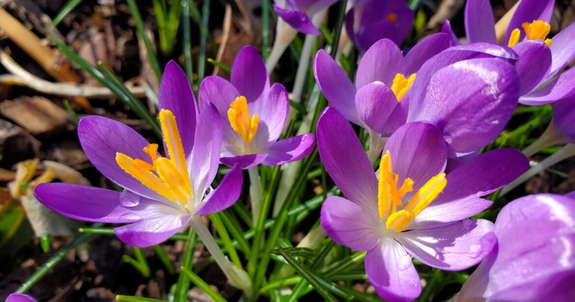 In the Garden | First blooms | Gardening In the Garden | First blooms | Gardening