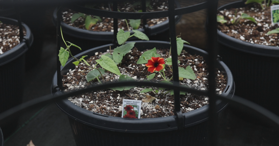 Master Gardener Advises on Spring Preparation Checklist | News Master Gardener Advises on Spring Preparation Checklist | News