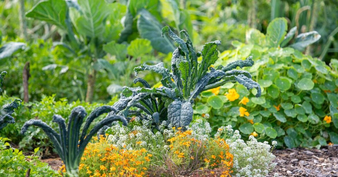 UMaine Extension hosting gardening webinar on Growing to Donate | News UMaine Extension hosting gardening webinar on Growing to Donate | News