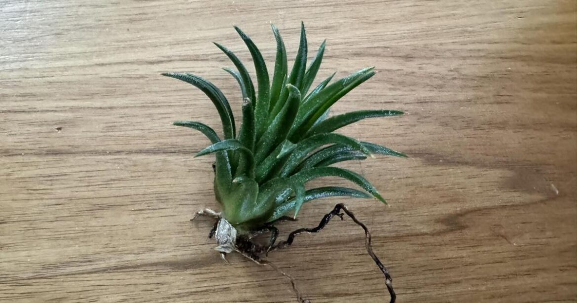 Gardening Briefs - Mar 19, 2026 | The World