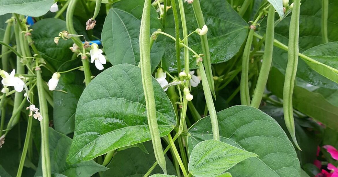 Master Gardener | Tips to growing your own produce | News Master Gardener | Tips to growing your own produce | News