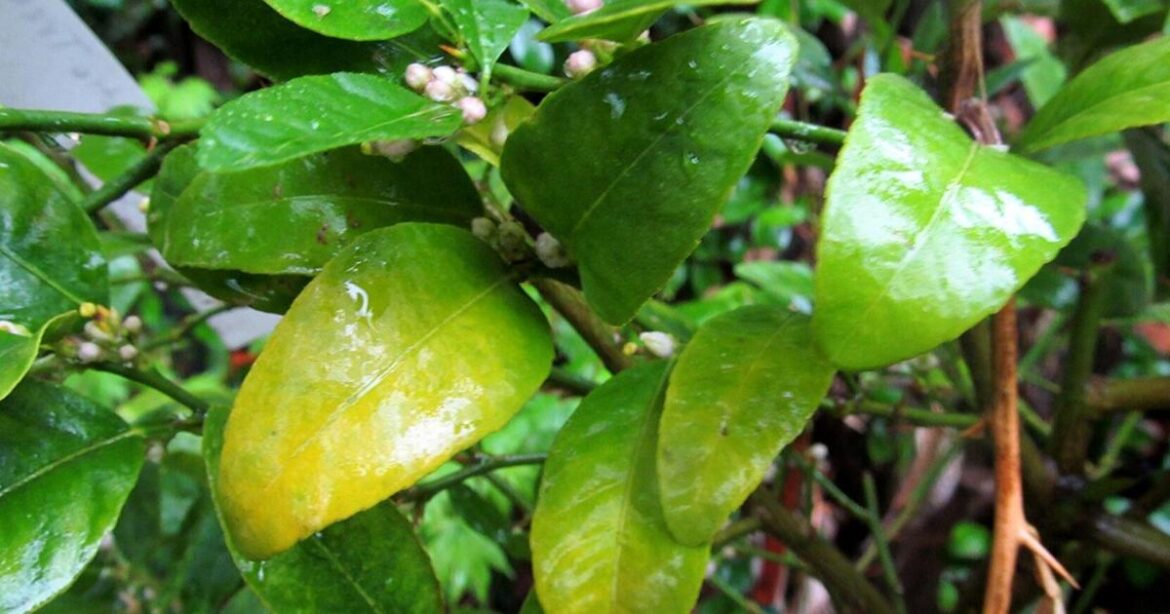 Don Shor: Ready to water? Some guidelines for summer gardens | Features Don Shor: Ready to water? Some guidelines for summer gardens | Features