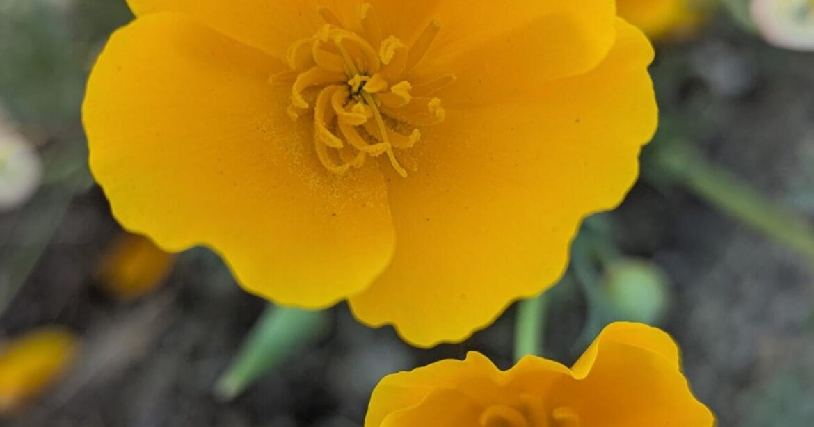 Native species are naturally natural | Tony Tomeo | Home & Garden
