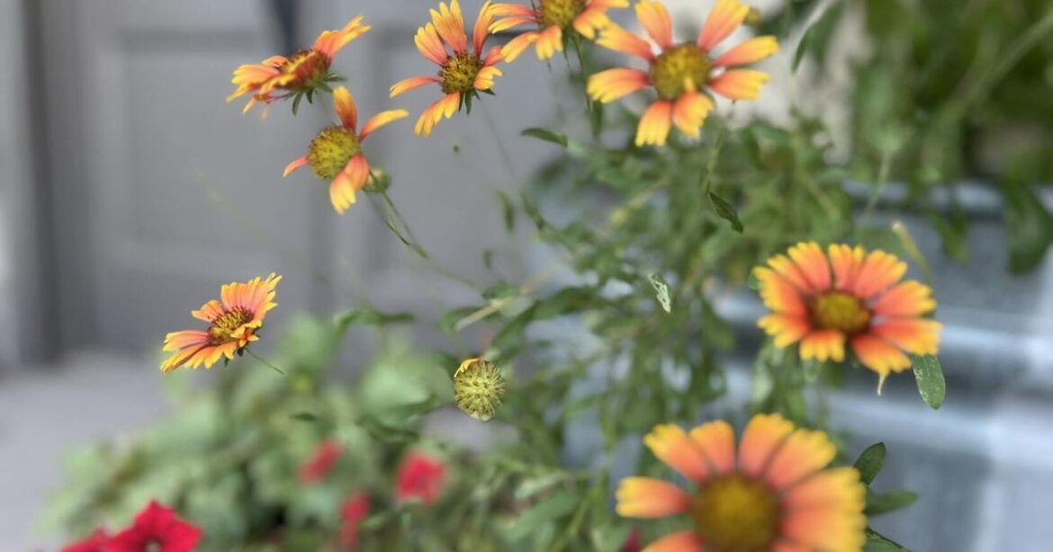 How to save plants, gardens in North Louisiana freeze | News