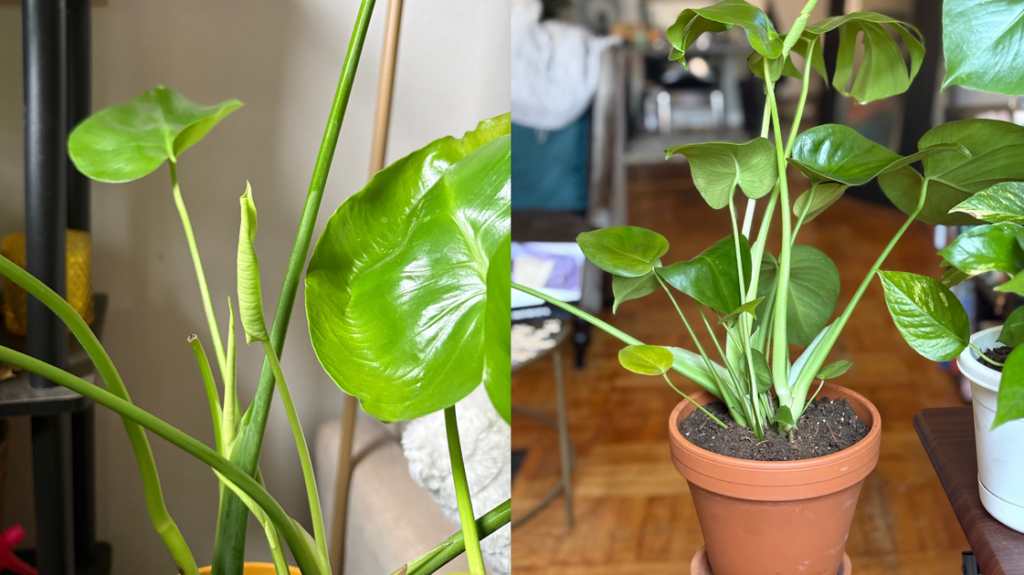 This Miracle Purived Fertilizer Saved My Houseplants