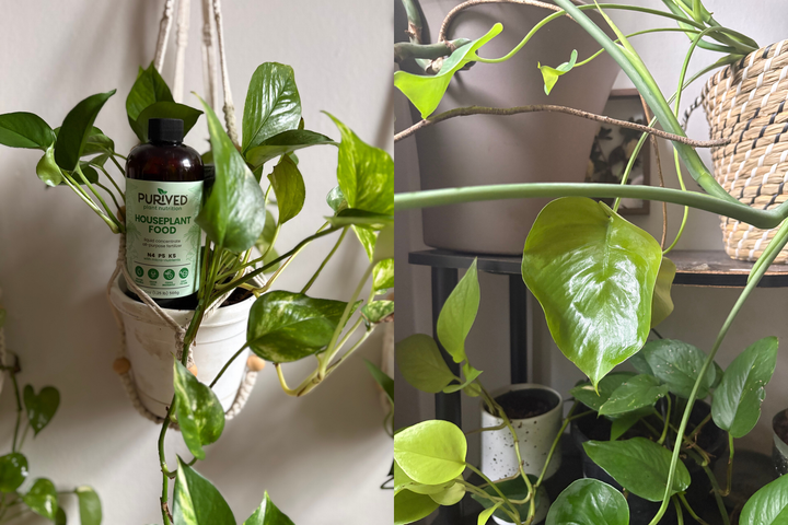 From small buds to sprawling, heart-shaped leaves, Purived brought my plants back to life.