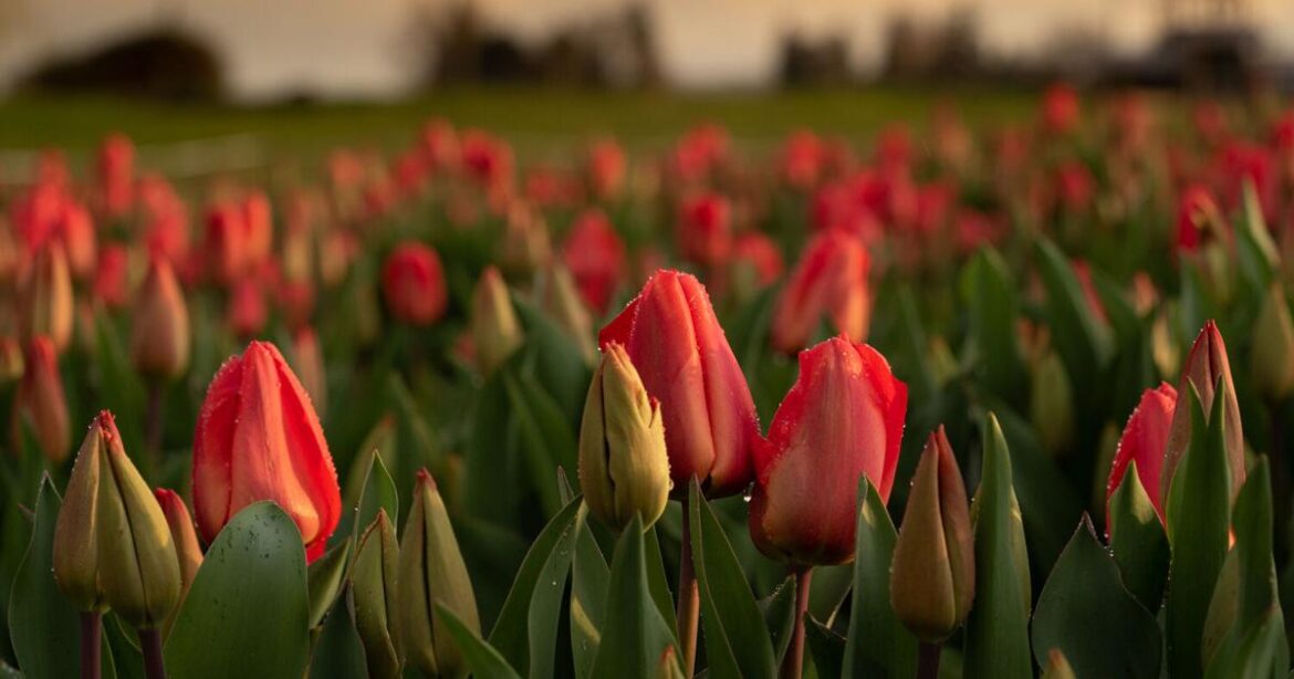 Tickets Now Available for Tulip Town | Home + Garden Tickets Now Available for Tulip Town | Home + Garden
