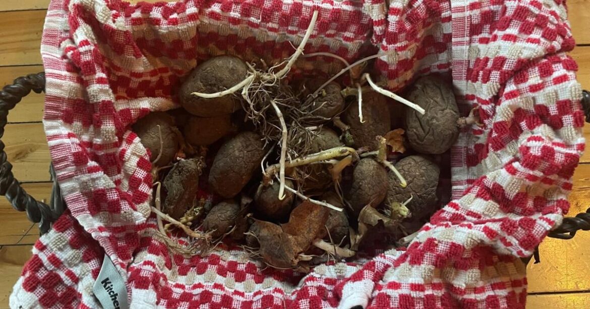 Garden Clippings: It’s potato planting time | Local News