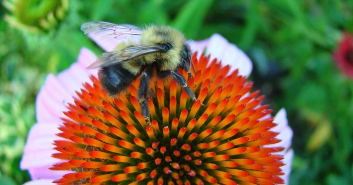Pollinators and Plants: Attracting Pollinators to a Garden Near You webinar offered | Education Pollinators and Plants: Attracting Pollinators to a Garden Near You webinar offered | Education