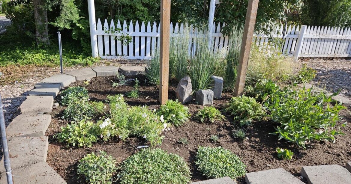 Master Gardeners: Native plants offer water savings, boost local ecosystems | Home And Garden