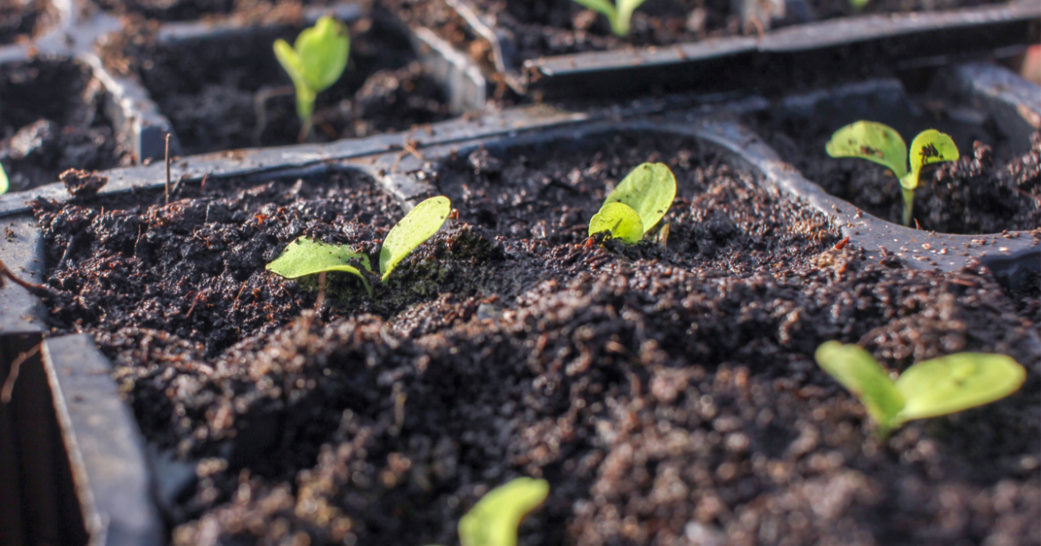 Seed Starting 101: Tips for Gardeners Getting Ready for Spring | Paducah Sun