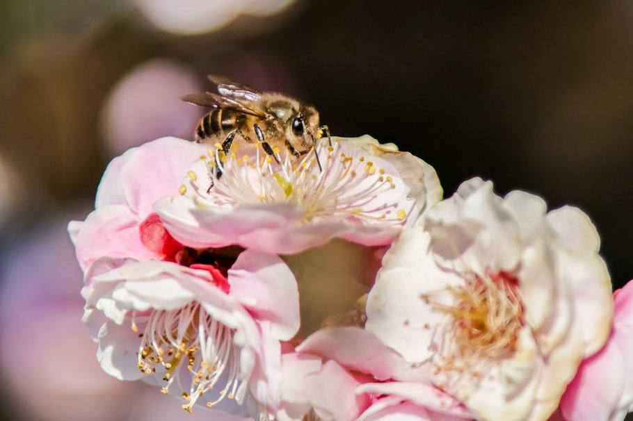 Qingdao Plum Garden bursts into bloom with 200 varieties Qingdao Plum Garden bursts into bloom with 200 varieties