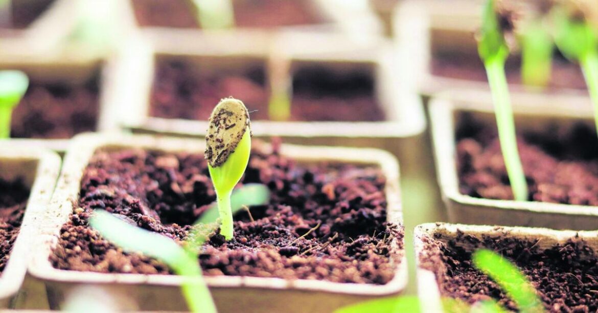 Don't rush planting season; early spring calls for hardy plants [Master Gardener column] | Home & Garden