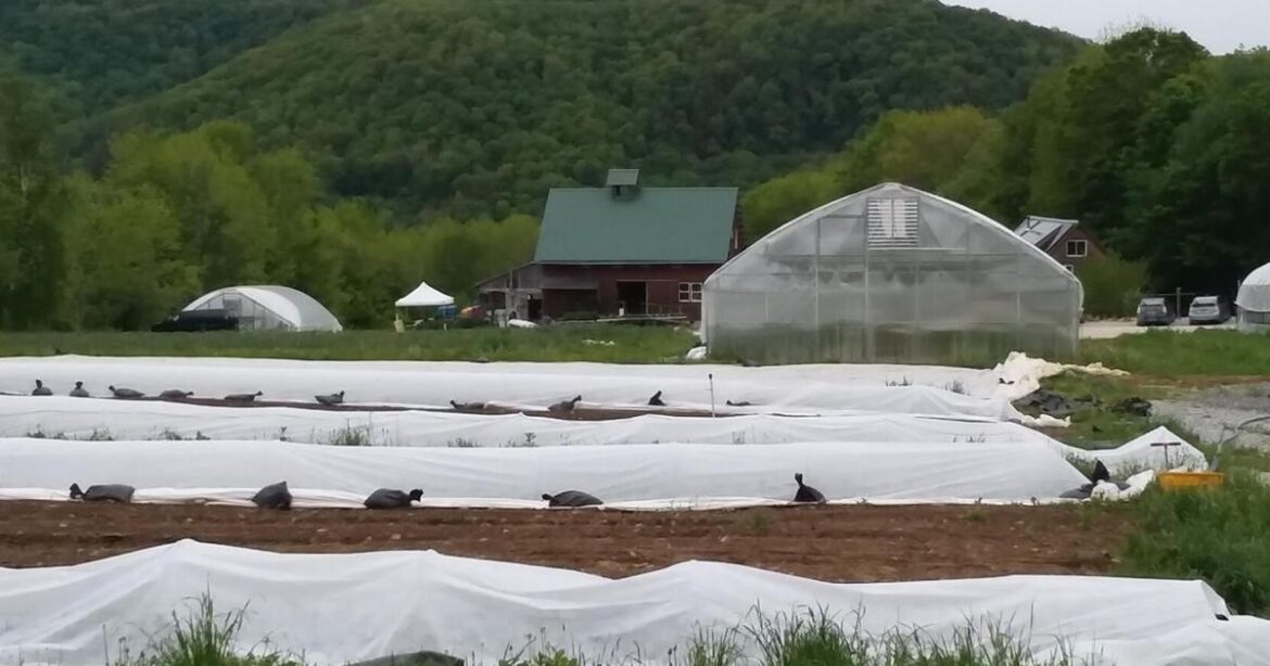 Gardening Briefs - Mar 26, 2026 | The World