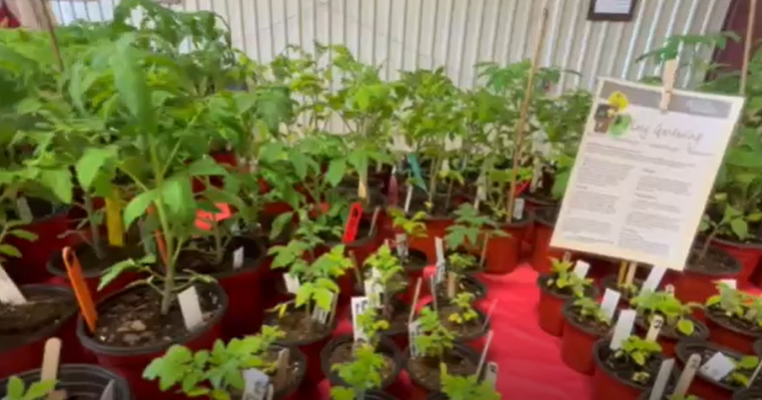 Victoria County Master Gardeners to host annual spring plant sale | Local News Victoria County Master Gardeners to host annual spring plant sale | Local News