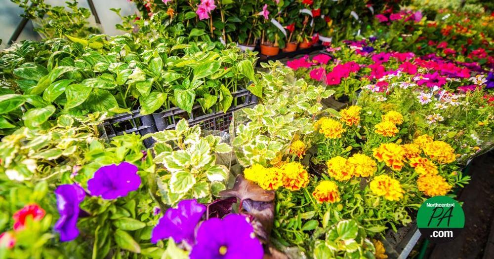 Lycoming County master gardeners to hold annual plant sale | Community Lycoming County master gardeners to hold annual plant sale | Community