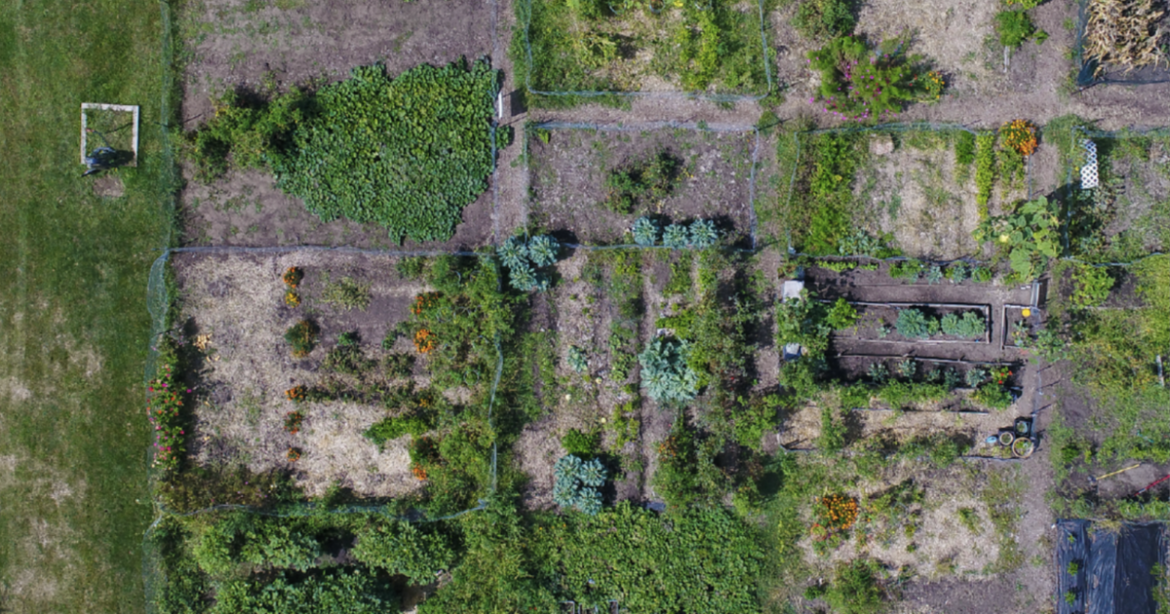 Community gardens in Normal offer space for residents without yards | News Community gardens in Normal offer space for residents without yards | News
