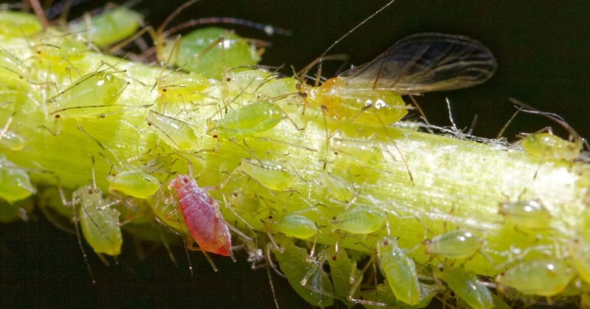 Aphids spring to life in spring | Master Gardener | Lifestyles Aphids spring to life in spring | Master Gardener | Lifestyles