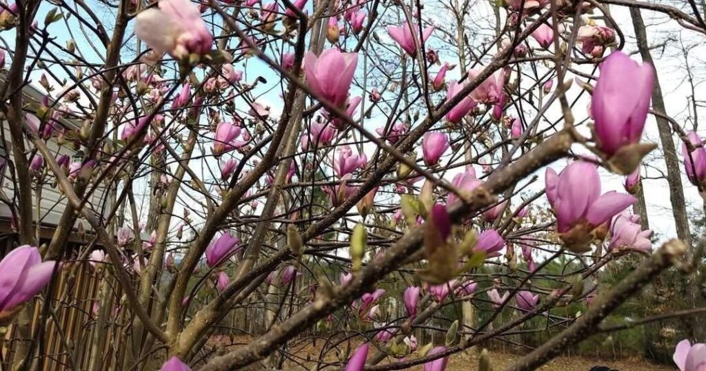 Ask a Master Gardener: Saucer magnolia a beauty in the spring | Farm and Garden Ask a Master Gardener: Saucer magnolia a beauty in the spring | Farm and Garden