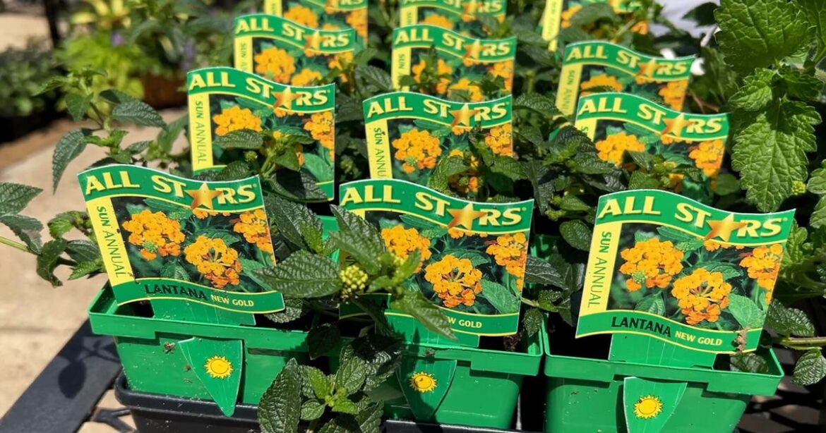 Reliable perennials can bring seasonal color to local gardens | Johnette’s Garden Club Reliable perennials can bring seasonal color to local gardens | Johnette’s Garden Club