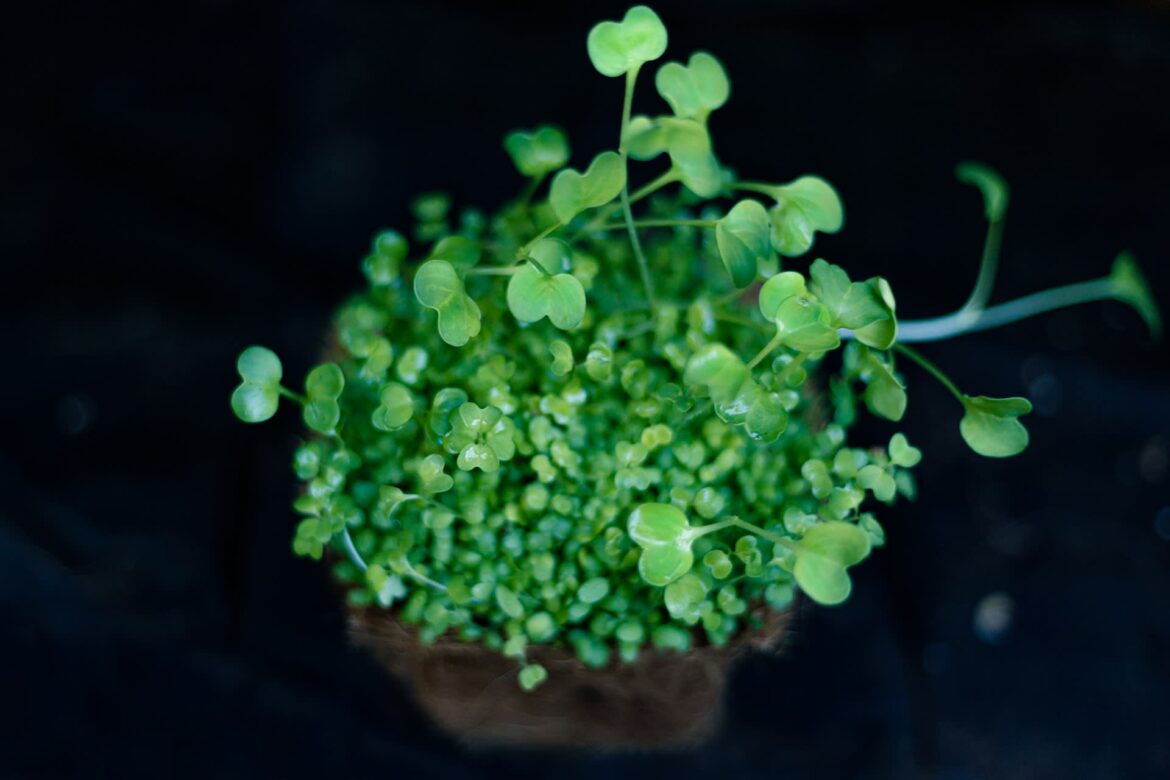 Beat the Weather! Master the Art of Year-Round Indoor Micro-Gardening! Beat the Weather! Master the Art of Year-Round Indoor Micro-Gardening!