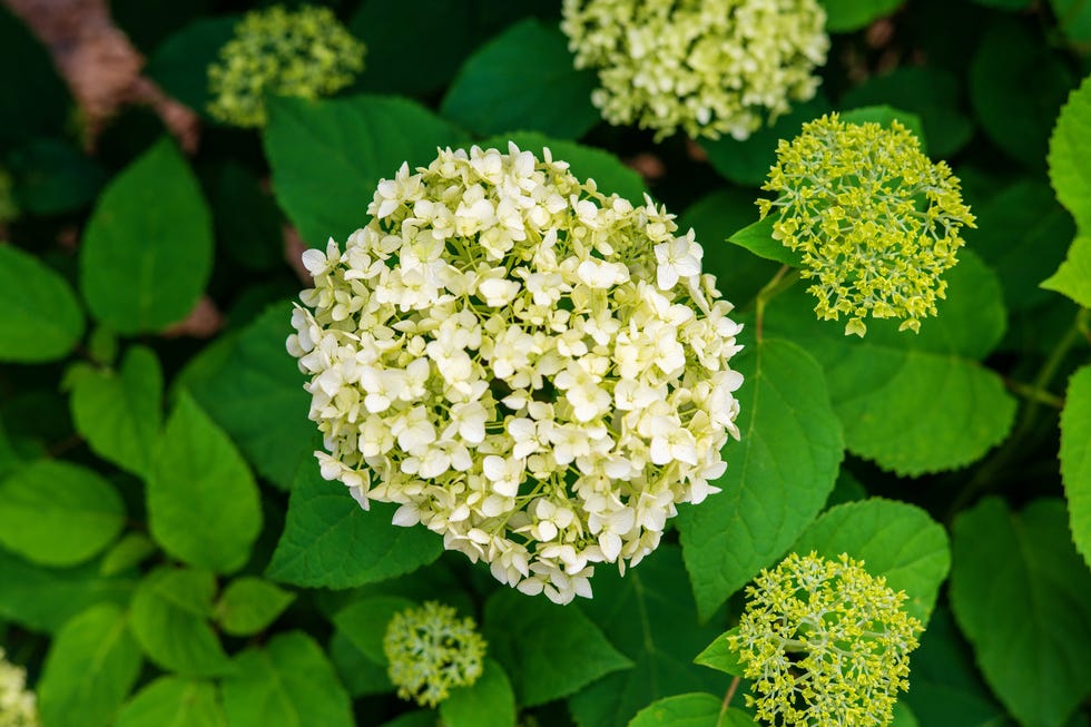 Cluster of hydrangea flowers surrounded by green leaves. Cluster of hydrangea flowers surrounded by green leaves.